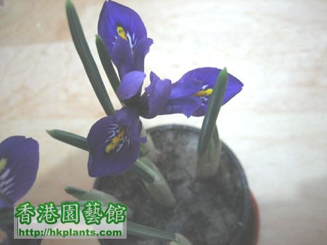 Iris-blue02.jpg