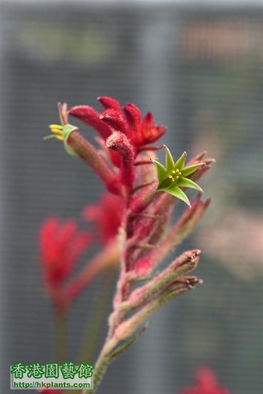 Anigozanthos「Kangaroo paws」