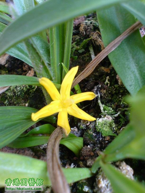 Curculigo orchioides Gaertn