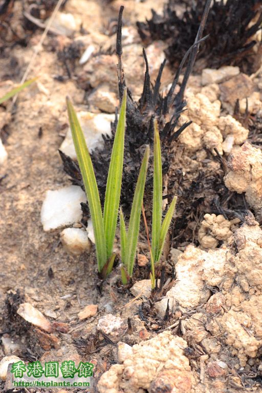 Curculigo orchioides Gaertn