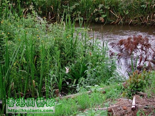 光葉文殊蘭生長於河畔