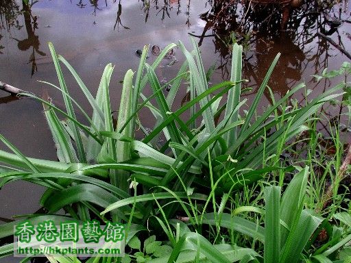 光葉文殊蘭生長於河畔