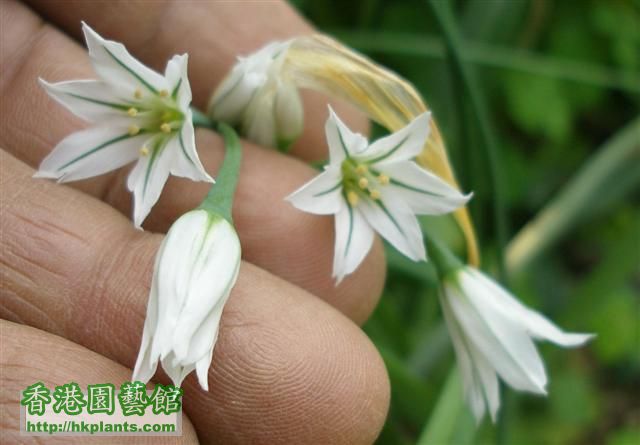 Allium Triguetrum05 (Small).JPG