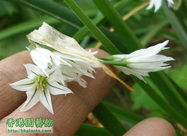 Allium Triguetrum04 (Small).JPG