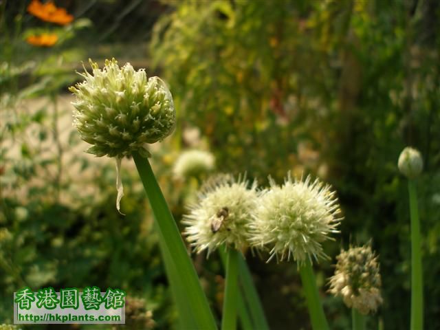 Allium02 (Small).JPG