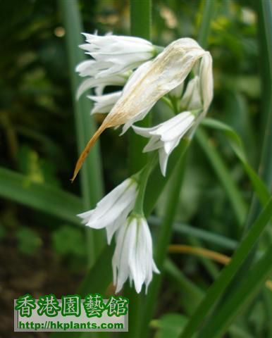 Allium Triguetrum01 (Small).JPG