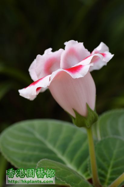 Sinningia speciosa'Merry Christmas'