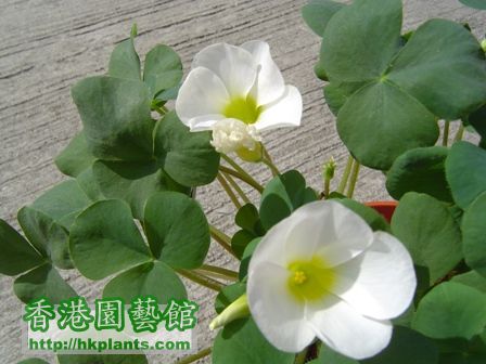 Oxalis purpurea white