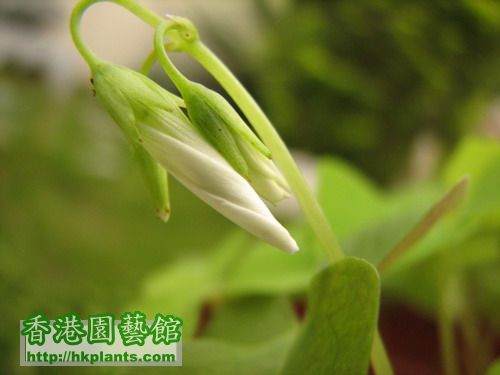 Oxalis Triangularis ssp Papilionacea (O. Oxalis regnellii Miq) ; 終於有花lum同開花了. 很美的白花 ... ...