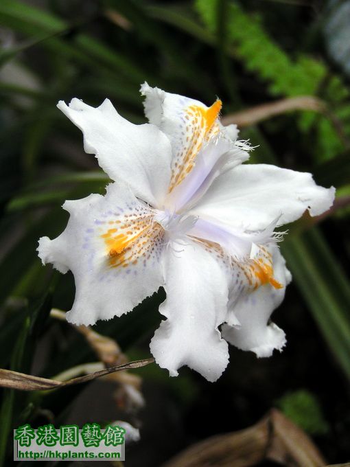 Iris formosana 台灣鳶尾