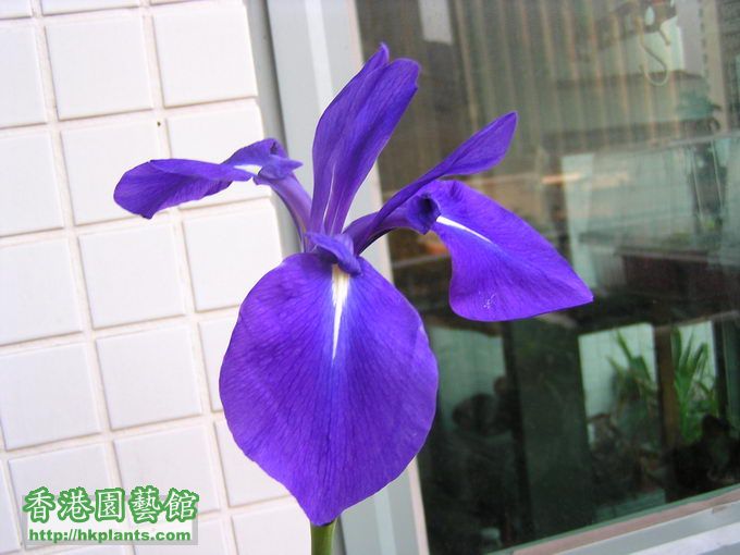 Iris laevigata燕子花..