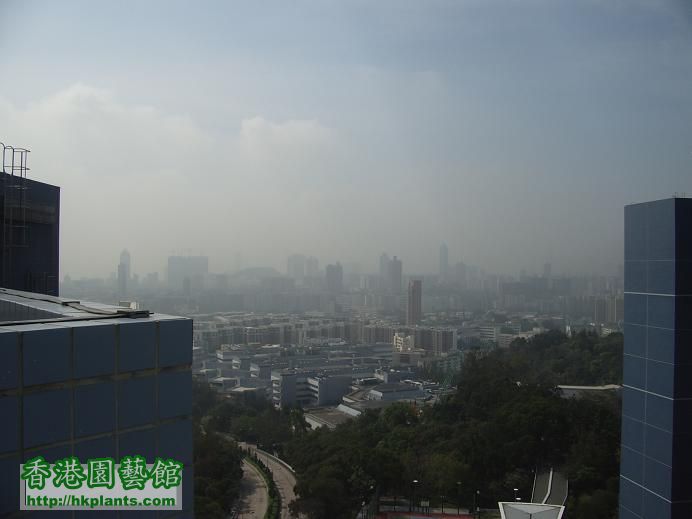 同場加影九龍半島遠眺香港島－不過好大霧