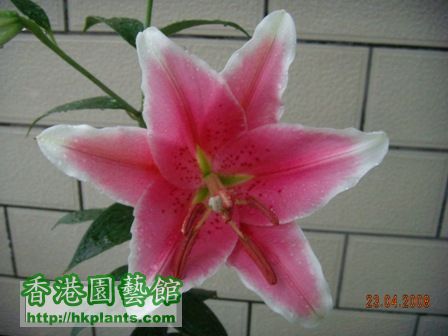 20080423 flower2.JPG