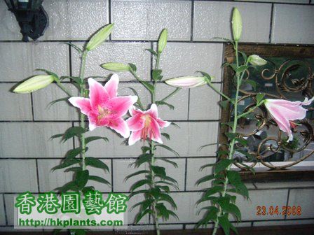 20080423 flower1.JPG