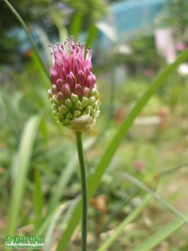 allium1.JPG