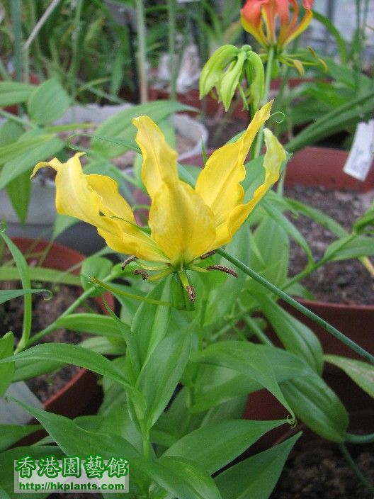 Gloriosa superba - Small Form 01.JPG