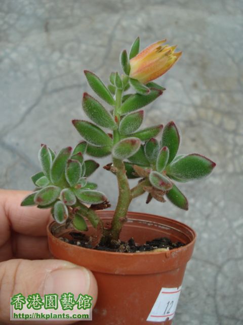 270309 plants 017.jpg