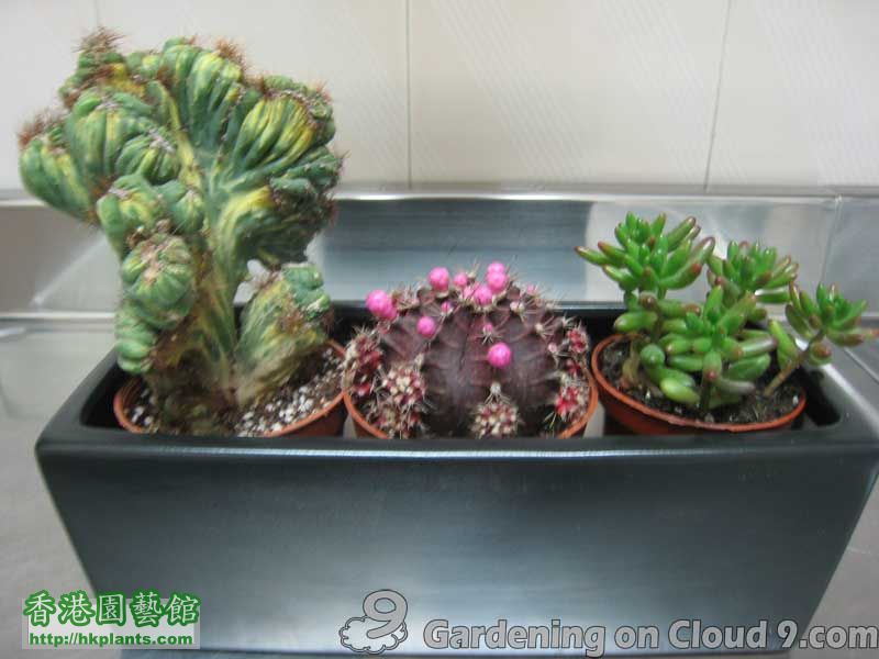 Tabletop-Cactus-Garden-208.jpg