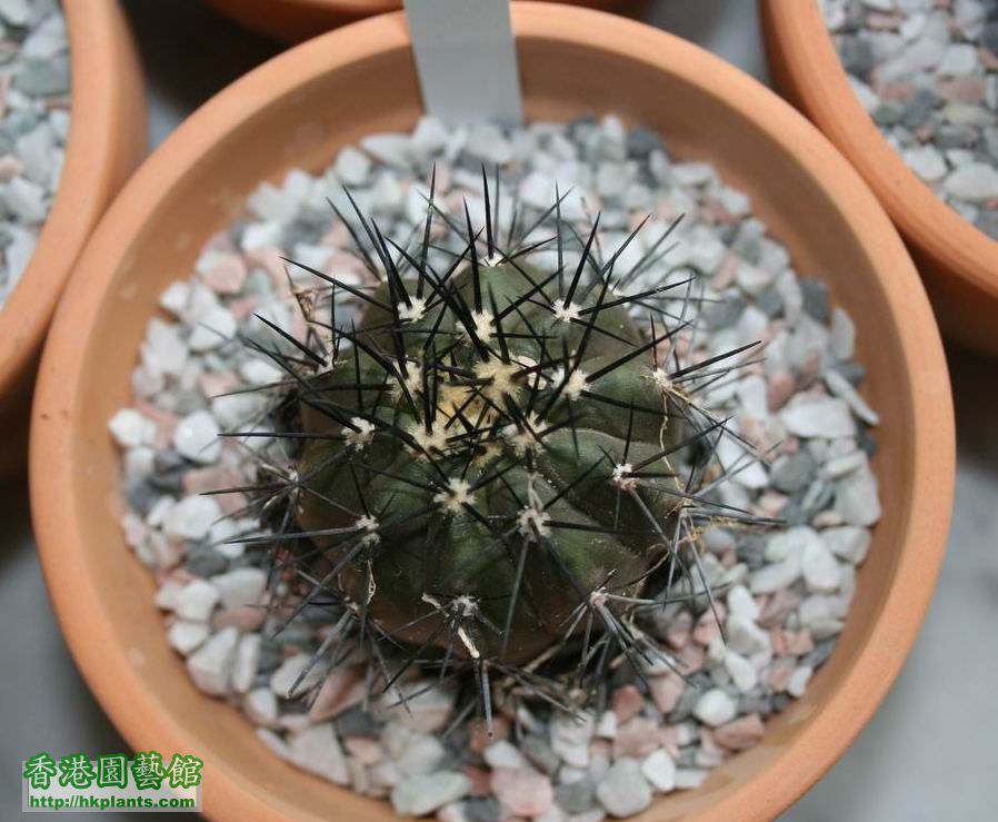 Copiapoa lembckei 001.jpg