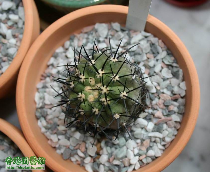 Copiapoa lembckei 002.jpg