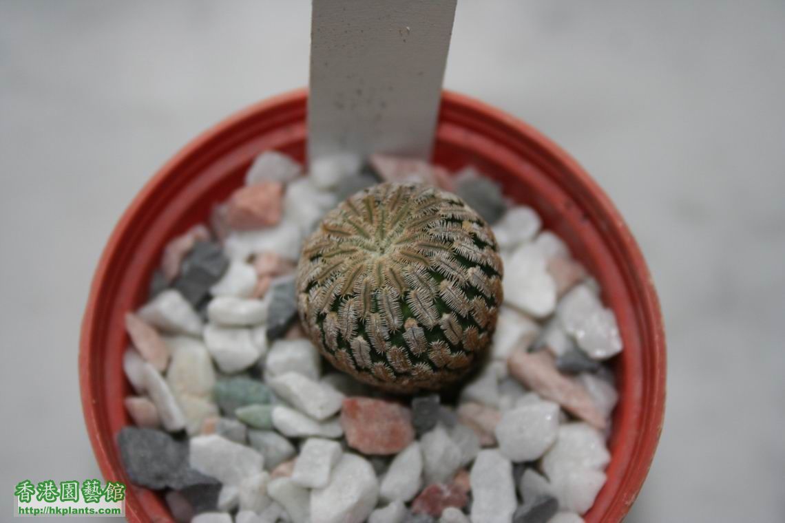 Turbinicarpus valdezianus (purple flowered).jpg