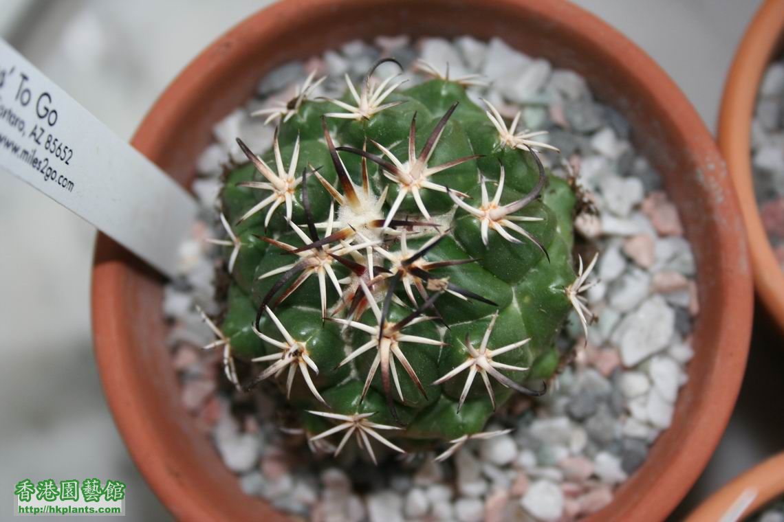 Stenocactus coptonogonus.jpg