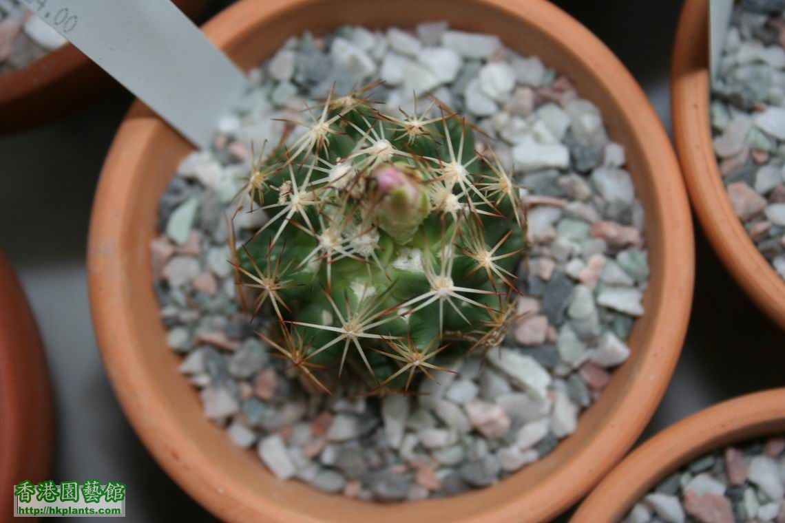 Coryphantha hesteri.jpg