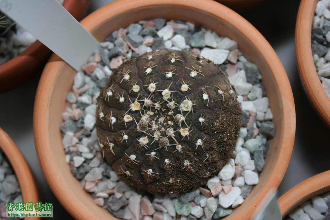 Gymnocalycium ragonesii .jpg