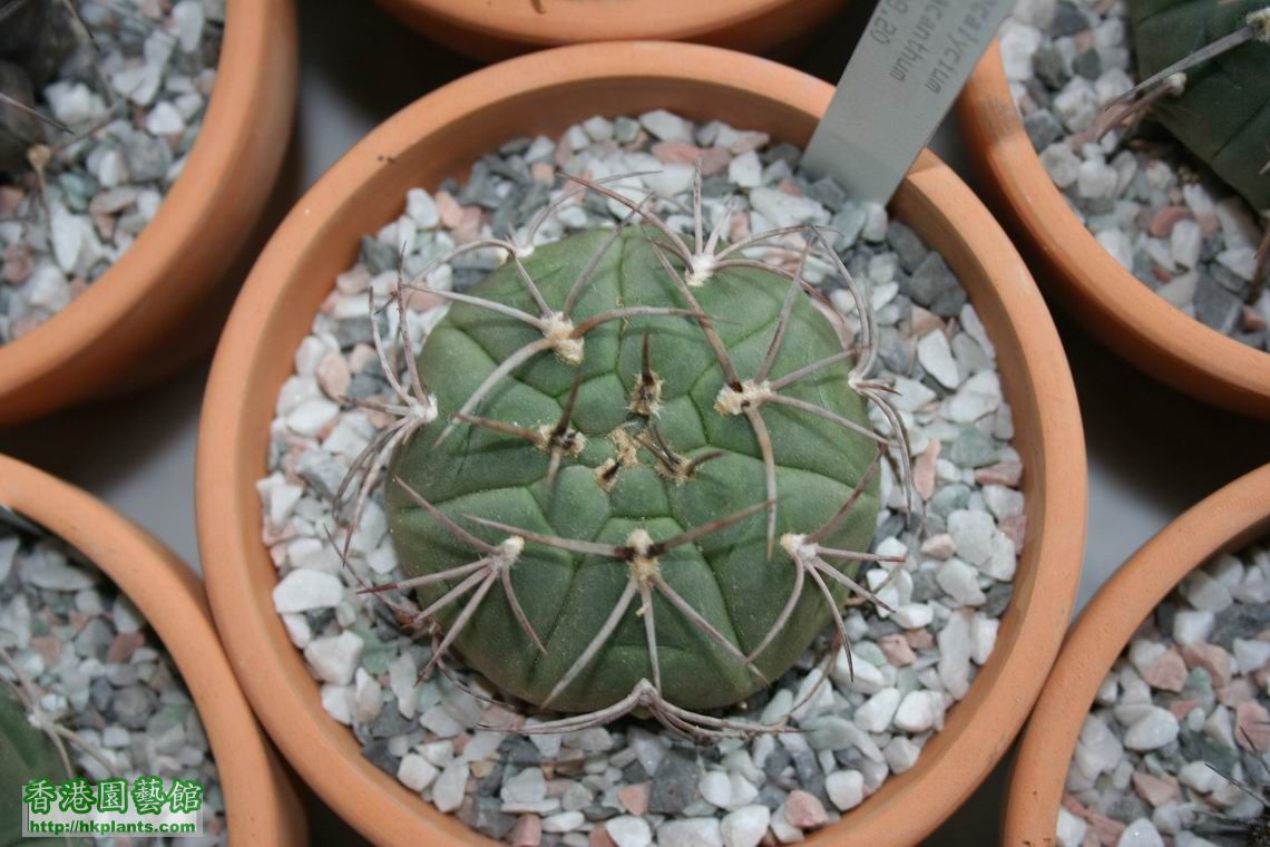 Gymnocalycium pugionacanthum.jpg