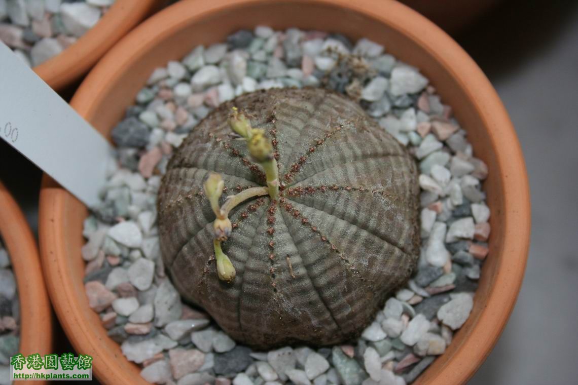 Euphorbia symmetrica (male plants).jpg