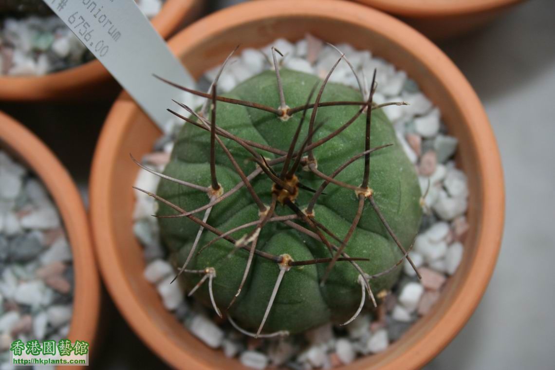 Matucana madisoniorum.jpg