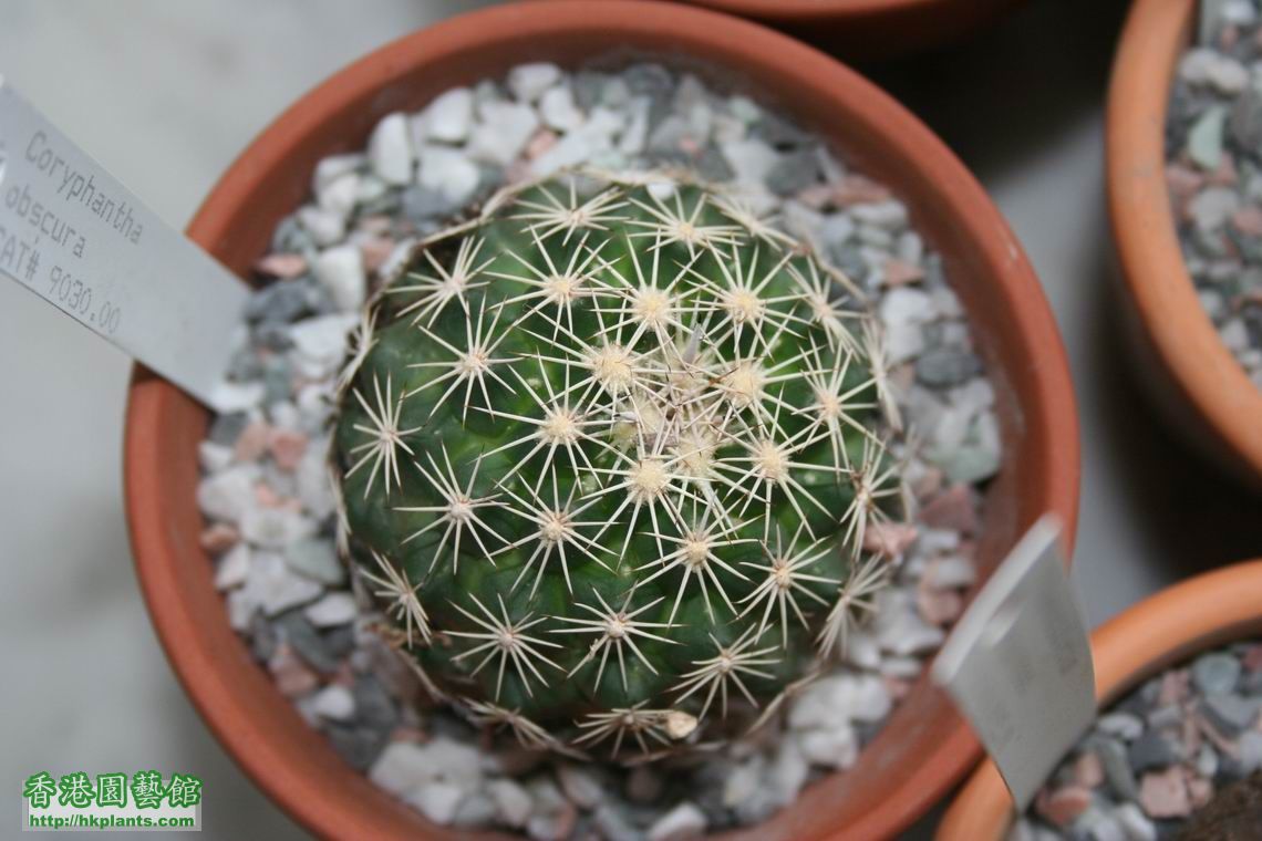 Coryphantha obscura.jpg