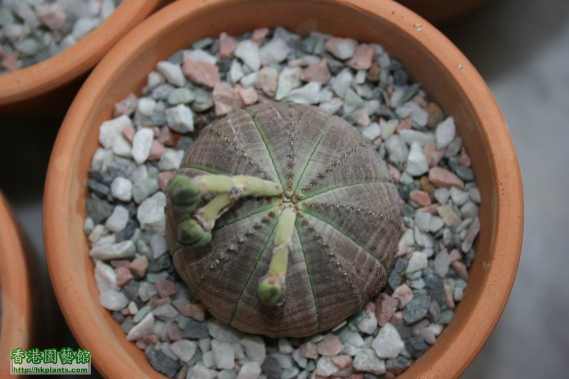Euphorbia symmetrica (female plants).jpg