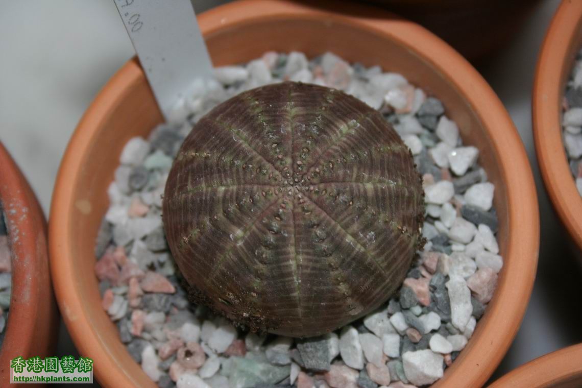 Euphorbia obesa (male plants).jpg