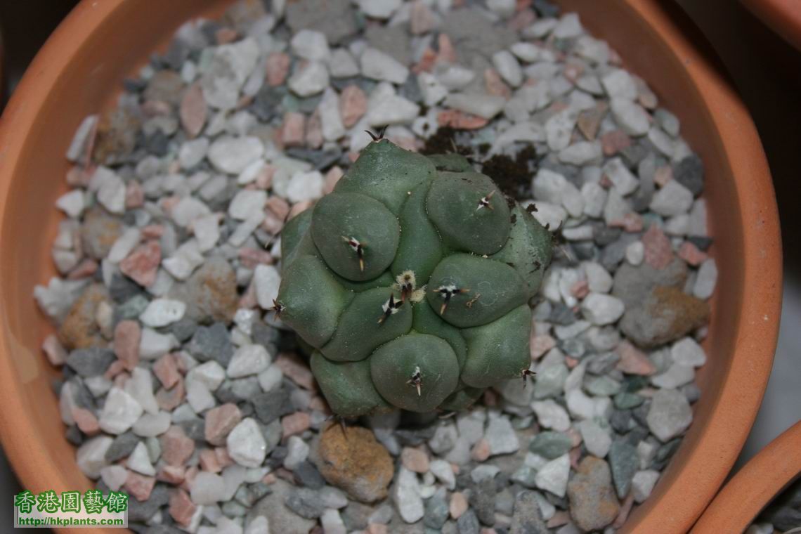 Thelocactus rinconensis ssp. phymatothelos .jpg