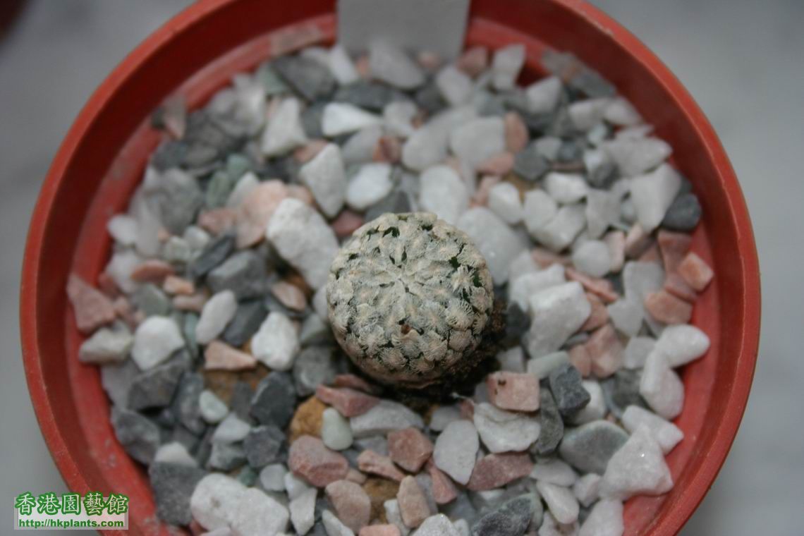 Turbinicarpus pseudopectinatus rosieflorus.jpg