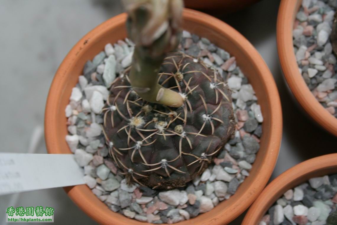 Gymnocalycium albiareolatum .jpg