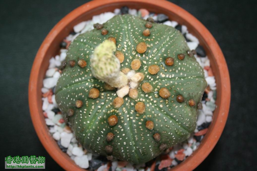 astrophytum asterias