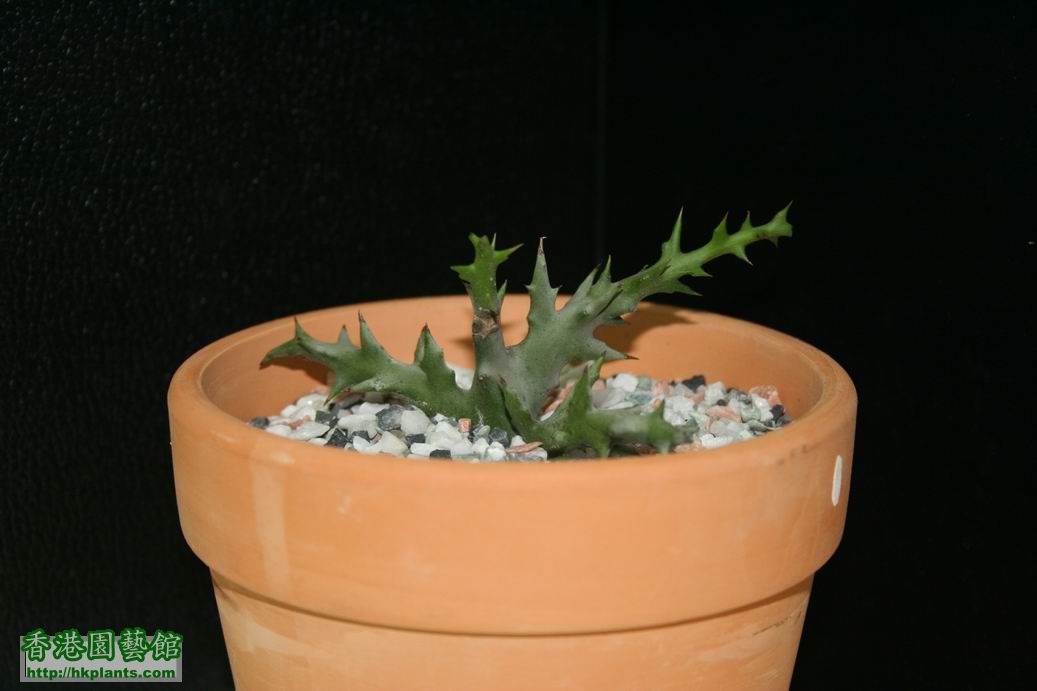Euphorbia turbinformis 20090808.jpg