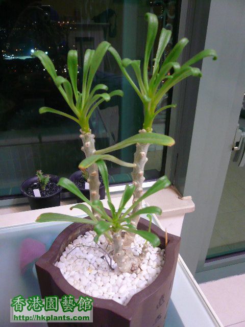 植物 059.jpg