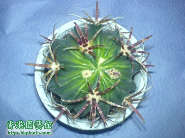 凌波Echinocactus texensis