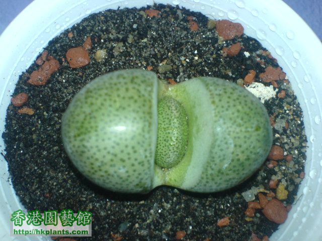 帝玉Pieiospilos neli