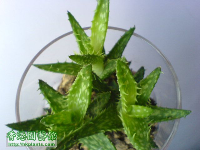 翡翠殿Aloe juvenna(半年前)