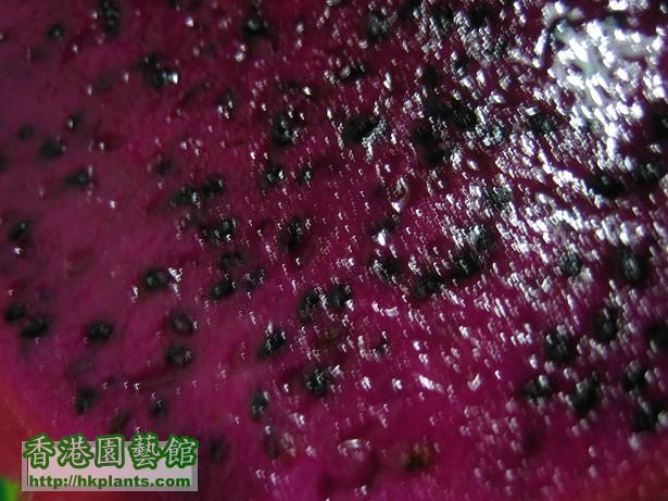 dragonfruit 3.JPG