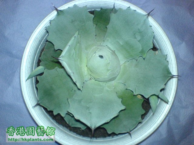 雷神Agave potatorum var. verschaffelti