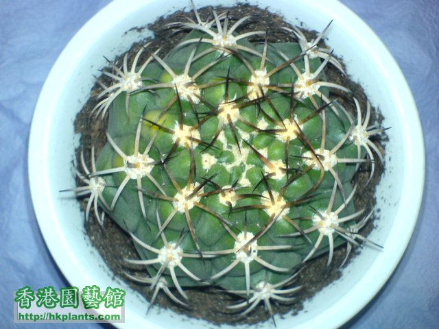 天紫丸Gymnocalycium pflanzii v. albipulpa