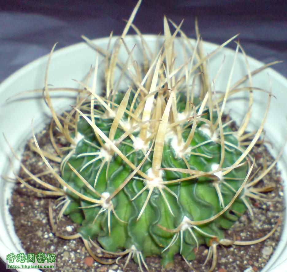 振武玉Stenocactus lloydii