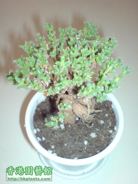 紫晃星Trichodiadema densum