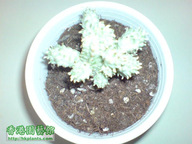白樺麒麟Euphorbia mammillaris 'Variegata'