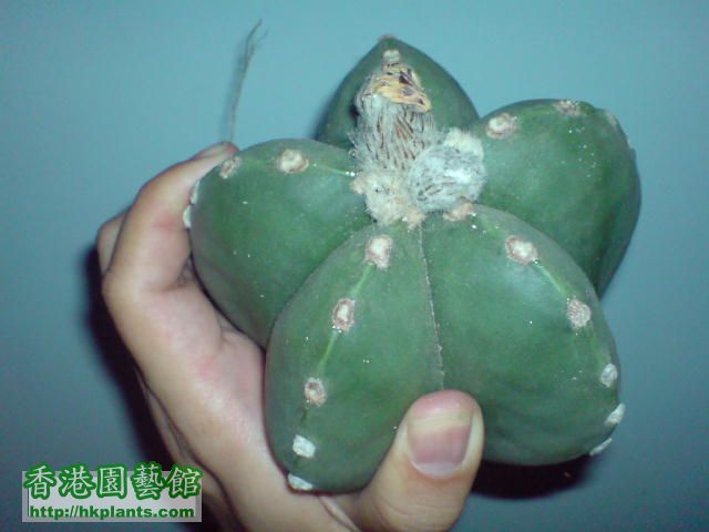 碧琉璃鸞鳳玉Astrophytum myriostigma